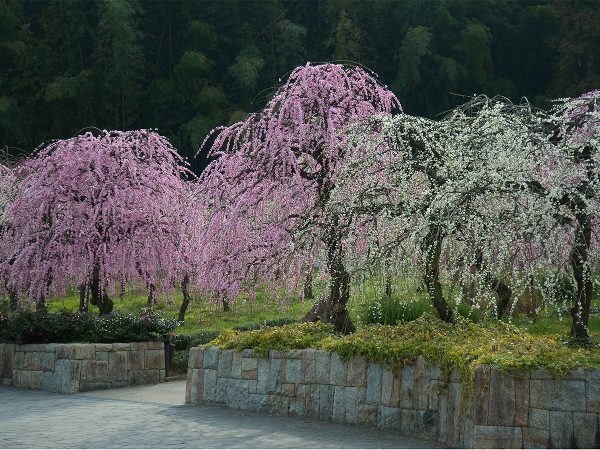 🌸 나고야시 농업센터 델라팜(나고야시 노교센타 데라화무) 이미지 17